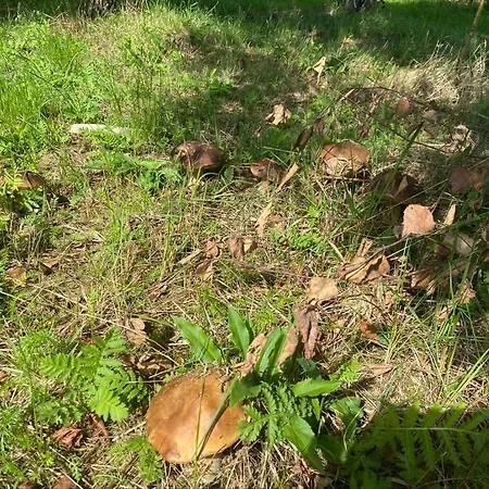 Caloroczny בית נופש Machowino