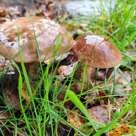 Caloroczny * Machowino