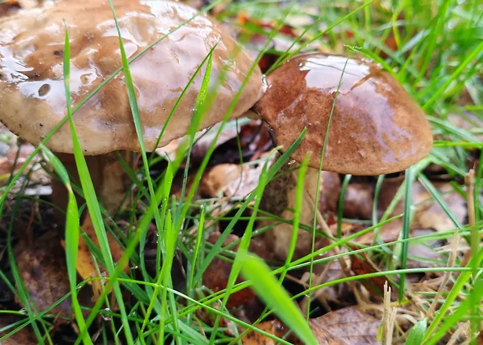 Caloroczny * Machowino